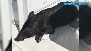 Family in Hawaii rescues pig from ocean