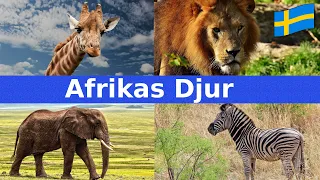 Afrikas Djur | Namn & Läten | För Barn | Svenska