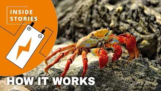How Scientists Just Made A Biodegradable Battery Using Crabs