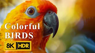 Relaxing Birds Video 8K HDR 60FPS | Sun Conure | Water and Birds Sounds