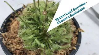 Attempt to Repot a Spoon Leaf Sundew - Drosera Spatulate