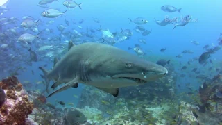 Grey nurse shark of NSW, Australia in HD