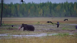 Wild wolf, bears and wolverine in Finland