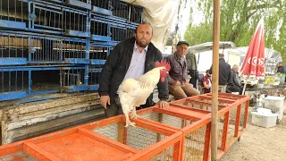 ANKARA ÇUBUK TAVUK PAZARI 🐔 25.04.2024