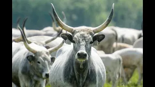 Венгерский Серый Скот Hungarian Grey Cattle