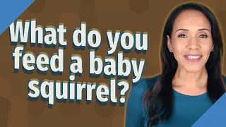 What do you feed a baby squirrel?