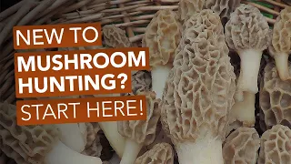 New To Mushroom Hunting? Start Here!