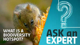 What are biodiversity hotspots, and why are they important? | Ask An Expert