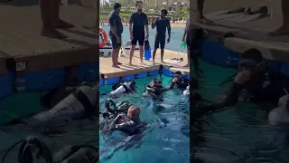 Time to dive. Зима в Египте. Отель Сиера. Шарм эль Шейх. Sierra hotel. Sharm el Sheikh. Egypt