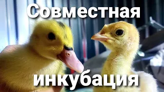 Совместная инкубация индейки и утки. 🦃Индейка Хайбрид Конвертер - Канада или Франция? Мулард.