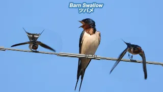 2023 05 03 Barn Swallow - Morning due