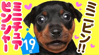 19th place Miniature Pinscher ｜ TOP100 Cute dog breed video