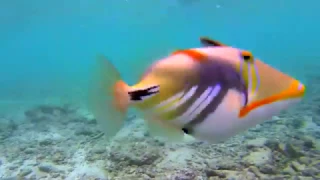 Snorkeling @ Maldives Filitheyo Island Resort 2017