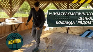 Как научить щенка команде рядом