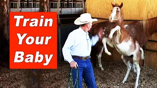 Training The Foal & Weanling - Halter Breaking A Young Horse