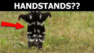 STRANGE Animal Behaviors Explained