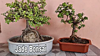 How to make Jade Bonsai root over rock style, jade bonsai