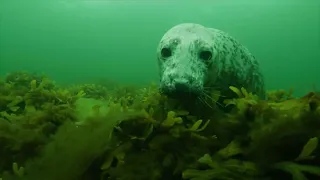 21. MAFF | The Secret Life of Seals - teaser