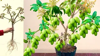 Technique Propagation Mango Tree Growing Fast Use Aloe Vera Fruit