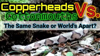 Copperhead VS. Cottonmouth   // Just how different are they really??? // And what is a Cottonhead???