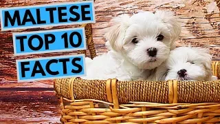 Maltese - TOP 10 Interesting Facts