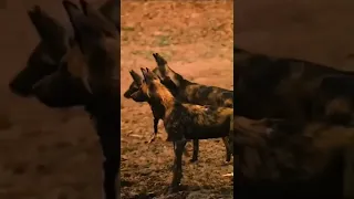 amazing video .a wild dog is eaten by a crocodile.