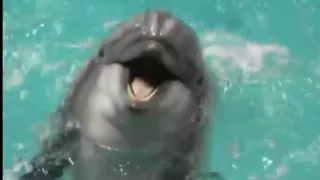 Первая атака боевых дельфинов в Черном море!