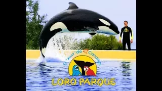 Loro Park Tenerife -наше путешествие по Лоро-парк на Канарских островах