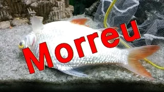 Estou triste, meu peixe morreu