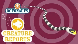 Octonauts: Creature Report - Sea Snake