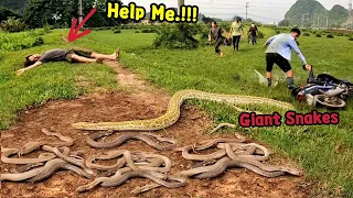 4 Hunters Fighting Fierce Giant Snakes Crawling Through the Trail | Mike Vlogs