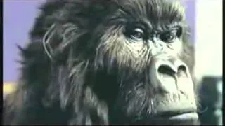 Phil Collins Gorilla Drummer Cadbury Ad (Dairy Milk)