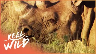 Animal Kingdom: Hyena And Rhino (Wildlife Documentary) | Real Wild