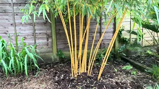 Phyllostachys vivax - It’s a runner!