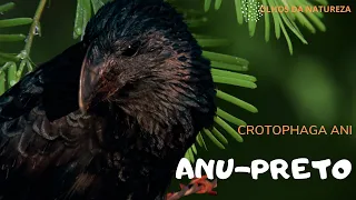 CANTO🎶 ANU PRETO OU CORÓ CORÓ🎶 CANTANDO NA NATUREZA🍃