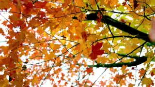 Падающие осенние листья - Falling leaves