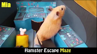 Funny Hamster | Hamster Escape Maze |