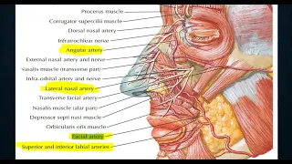 facial artery and parotid gland