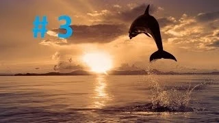 Утришский дельфинарий: #3