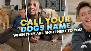 Call Your Dogs Name When They Are Right Next To You - Cutest Tik Tok Challenge
