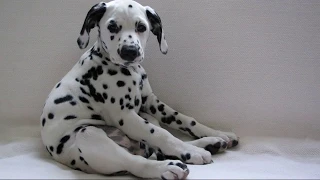 Далматин (Dalmatian dog) - порода собак