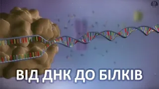 Від ДНК до білків [yourgenome]