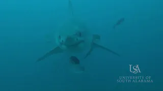 Great White Shark off the coast of Alabama