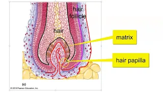 Hair, Hair follicle, and Nail Structure