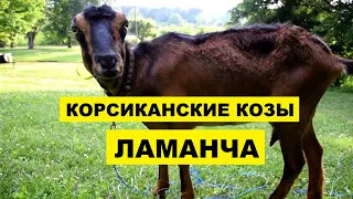 Разведение Корсиканских коз Ламанча как бизнес | Козоводство | Порода коз Ламанча