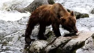 Brown Bear at Anan Creek eating a Salmon