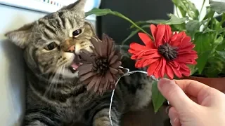 Кот съел цветы на 8 марта / за кадром съёмок; Cat has eaten Women's Day flowers / behind the scene