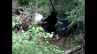 black bear runs into tree then death moan hunting poupard style part 2