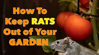 Keep Rats Out of Your Garden