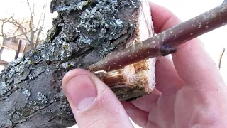 Зимняя прививка груши и айвы/Winter grafting fruit trees